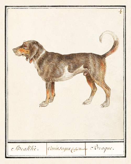 beagle or braque, canis lupus familiaris (1596 1610) anselmus boëtius de boodt 