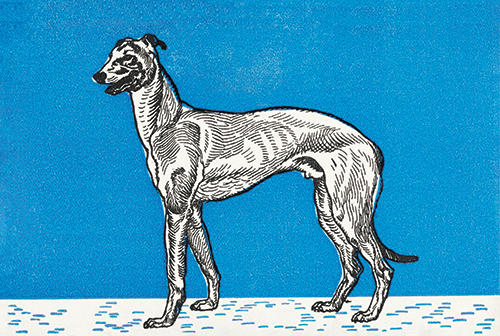 greyhound (1912) blue moriz jung 