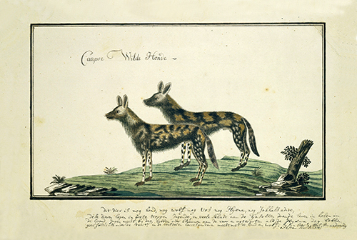 lycaon pictus (african wild dog) (1777 1788) robert jacob gordon 