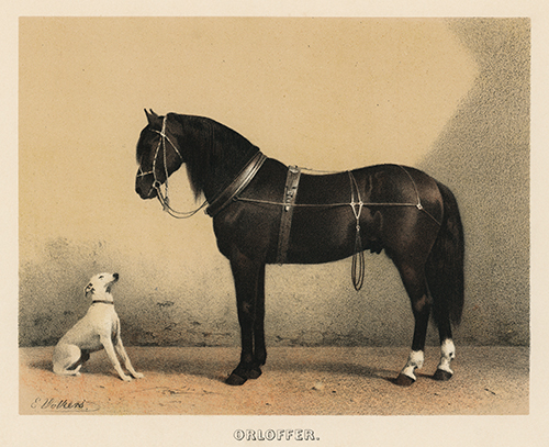 orloffer (orloff horse) (1880) emil volkers 