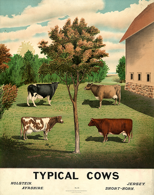 typical cows (1904)  