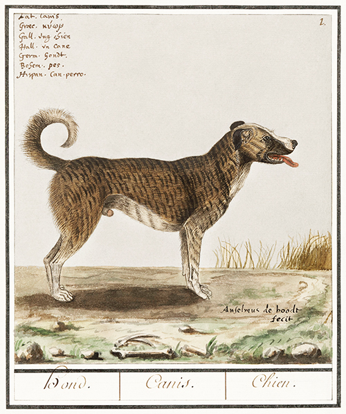 dog, canis lupus familiaris (1596 1610) anselmus boëtius de boodt 