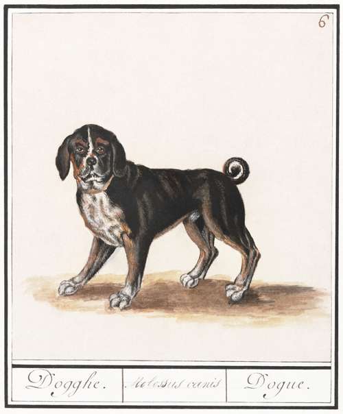 dog, canis lupus familiaris (1596 1610) anselmus boëtius de boodt 