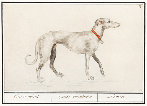 greyhound, canis lupus familiaris (1596 1610) anselmus boëtius de boodt 