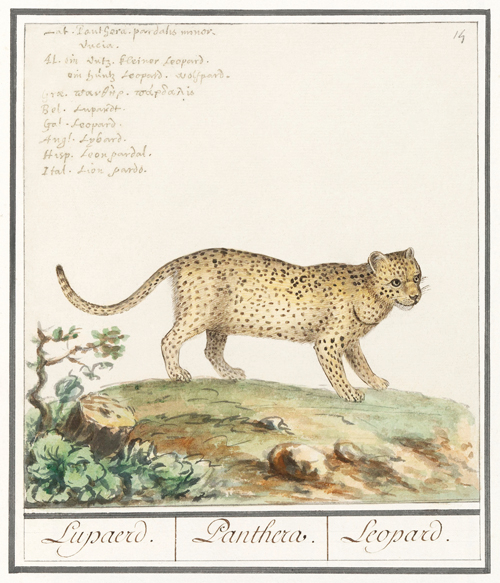 leopard, panthera pardus (1596 1610) anselmus boëtius de boodt 