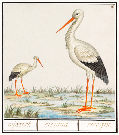 the stork, ciconia ciconia (1596 1610) anselmus boëtius de boodt 