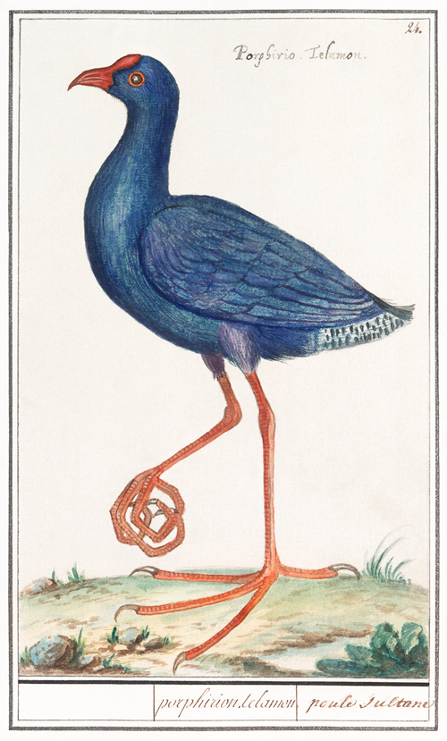 the western swamphen, porphyrio porphyrio (1596 1610) anselmus boëtius de boodt 