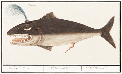 whale, cetus (1596 1610) anselmus boëtius de boodt 