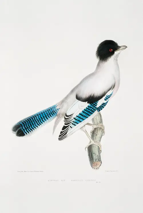 almorah jay (garrulus vigorsii) (1830 1834) životinje 