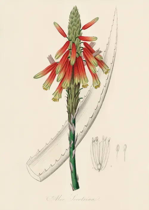 aloe socotrina (1836) james morss churchill john stephenson 