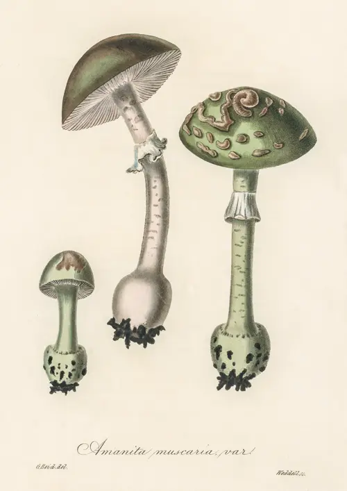 amanita muscaria var (1836) james morss churchill john stephenson 
