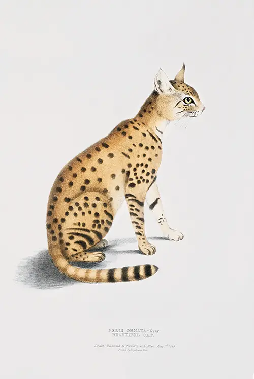 Azijska divlja mačka (Felis Ornata) - Illustrations of Indian Zoology ...