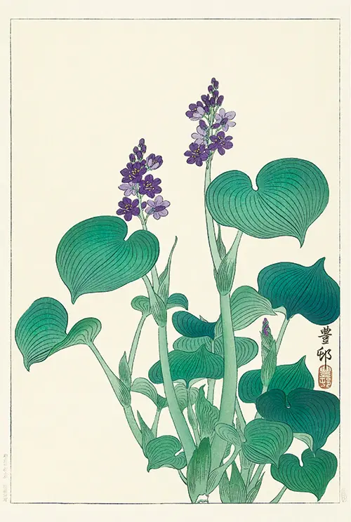 blooming hosta (1920 1930) ohara koson 