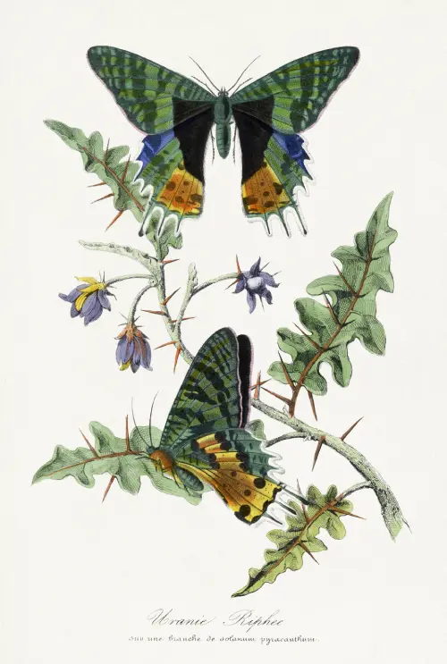 butterfly (1842) paul gervais životinje 