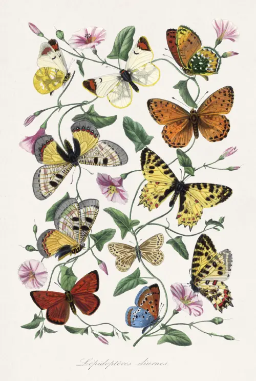 butterfly moth (1842) paul gervais životinje 