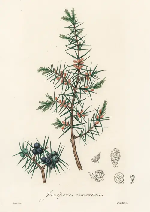 common juniper (juniperus communis kleka, borovica, venja) (1836) james morss churchill john stephenson 