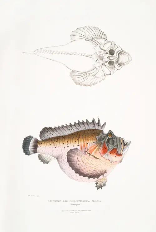 deformed hog fish (synanaceia grossa) (1830 1834) životinje 