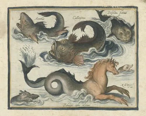 fantastic aquatic animals, including sea horse  