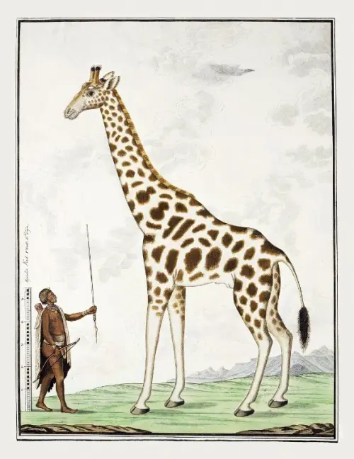 giraffa camelopardalis giraffe (1779)  