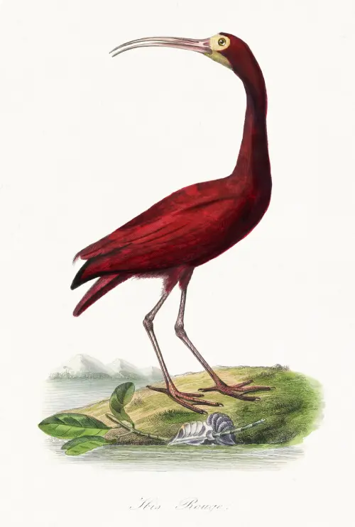 scarlet ibis bird (1842) paul gervais životinje 