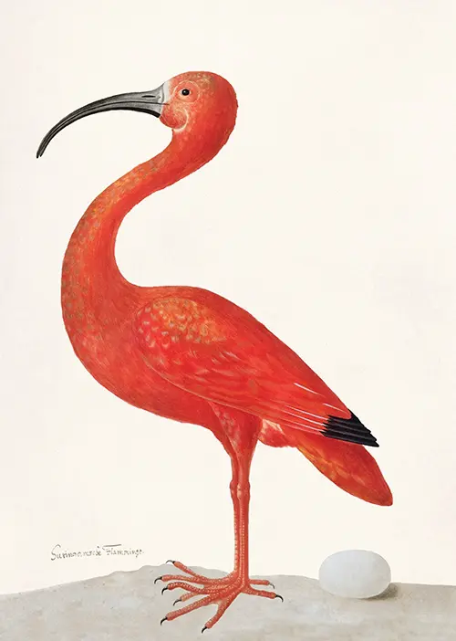 scarlet ibis with an egg (1699 1701) životinje maria sibylla merian 