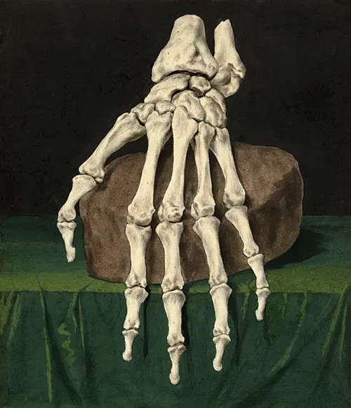 skeleton of a hand (1709 1773)  