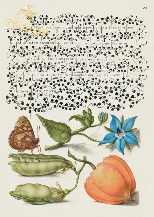 speckled wood, talewort, garden pea, and lantern plant georg bocskay joris hoefnagel 