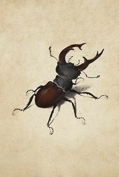 stag beetle (1505) albreht direr 