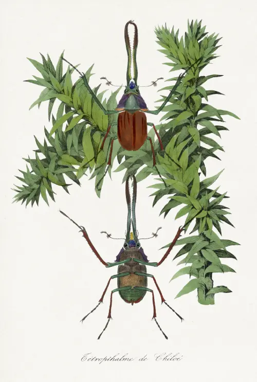 stag beetle (1842) životinje biljke paul gervais 