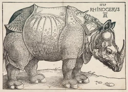 the rhinoceros (1515) albreht direr 