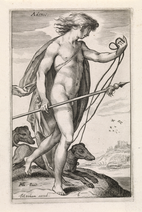 adonis (1581 1631) hendrick goltzius jacob matham 