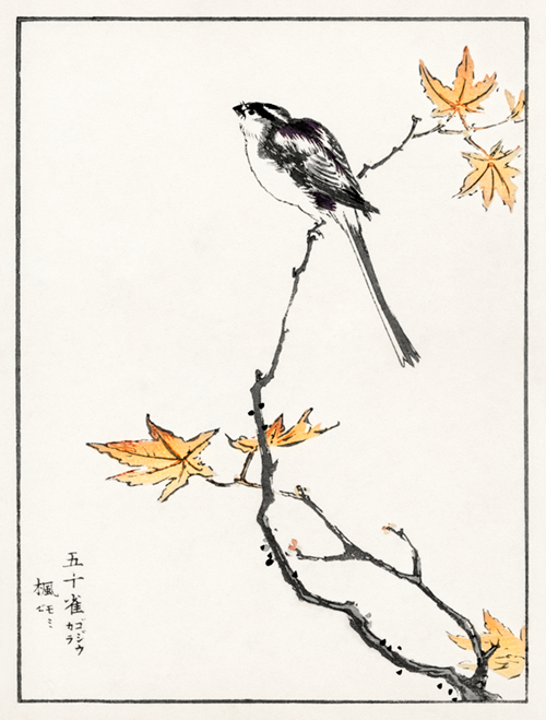 japanese long tailed tit and maple tree (1885) pictorial monograph of birds numata kashu 