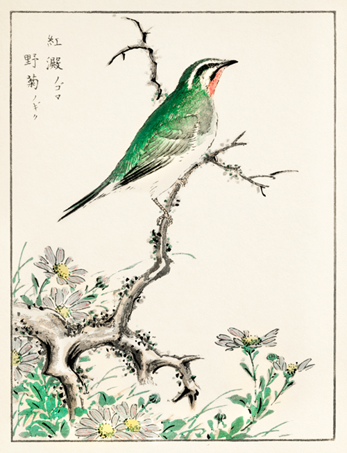ruby throat and wild camomile (1885) pictorial monograph of birds numata kashu 