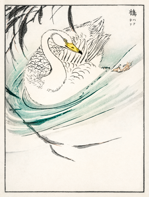 wooper swan (1885) pictorial monograph of birds numata kashu 
