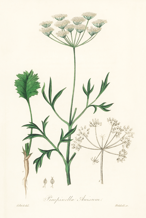 aniseed (pimpinella anisum) (1836) james morss churchill john stephenson 