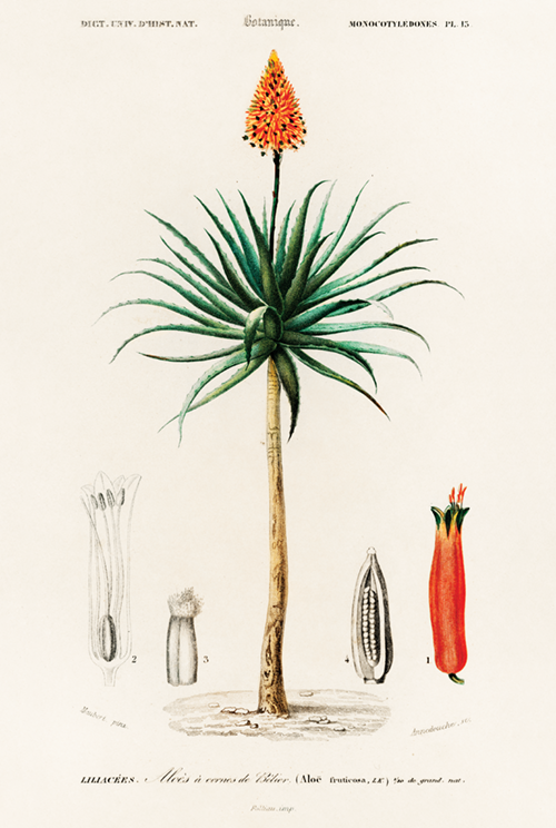 candelabra aloe (aloe fruticosa) (1836) james morss churchill john stephenson 