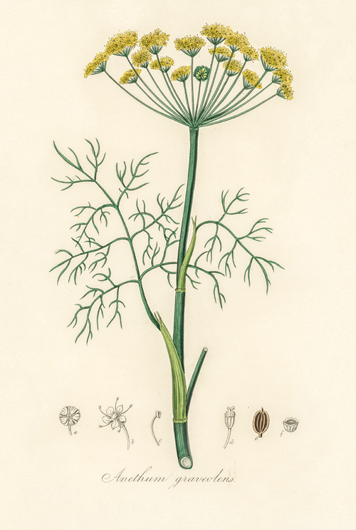dill (anethum graveolens) (1836) james morss churchill john stephenson 