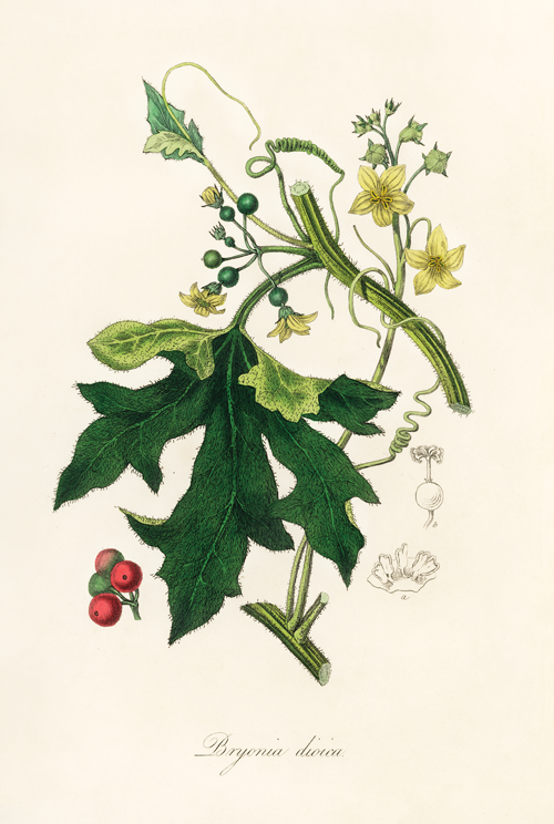 english mandrake (bryonia dioica) (1836) james morss churchill john stephenson 