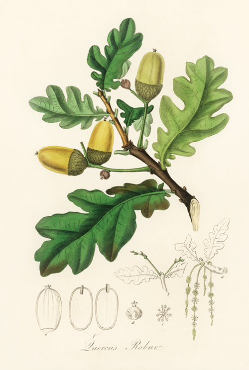 english oak (quercus robur) (1836) james morss churchill john stephenson 