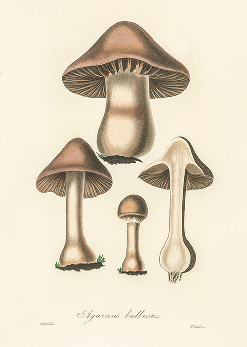 agaricus bulbosus (1836) james morss churchill john stephenson 