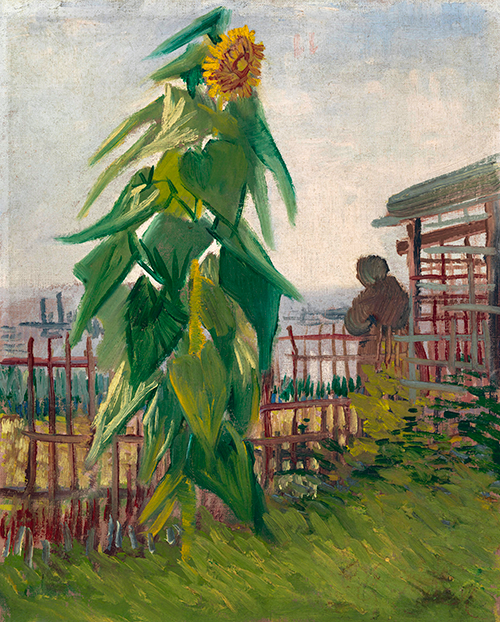 allotment with sunflower (1887) vinsent van gog 