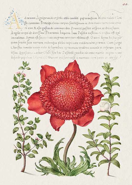basil thyme, poppy anemone, and myrtle (1561 1596) georg bocskay joris hoefnagel 