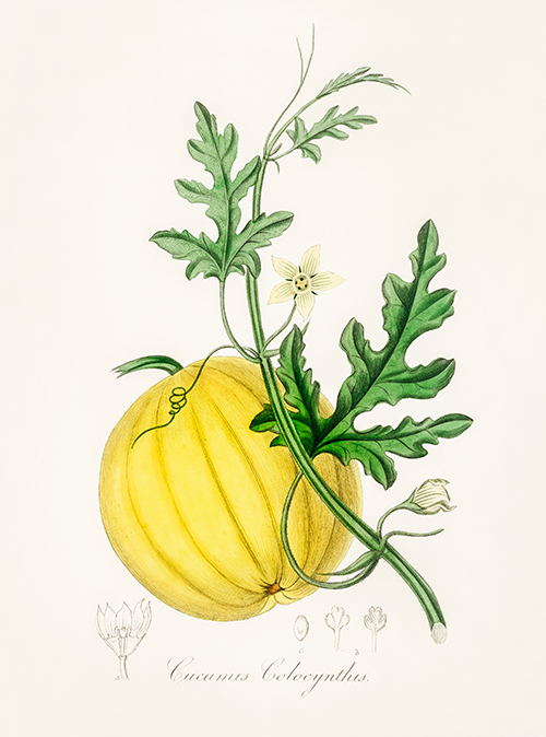 bitter apple (cucumis colocynthis) (1836) james morss churchill john stephenson 