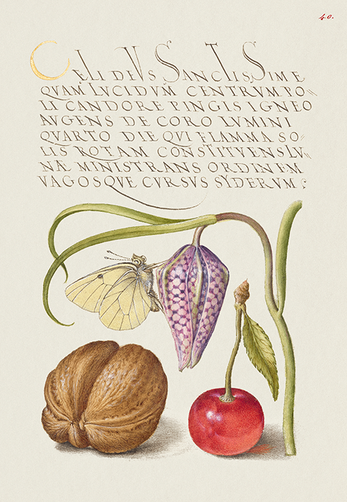 butterfly, snakeshead, english walnut, and sweet cherry (1561 1596) georg bocskay joris hoefnagel 