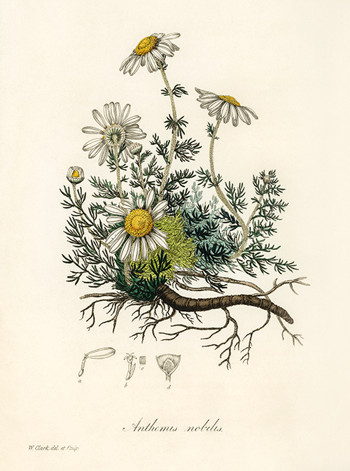 chamomile (anthemis nobilis) (1836) james morss churchill john stephenson 