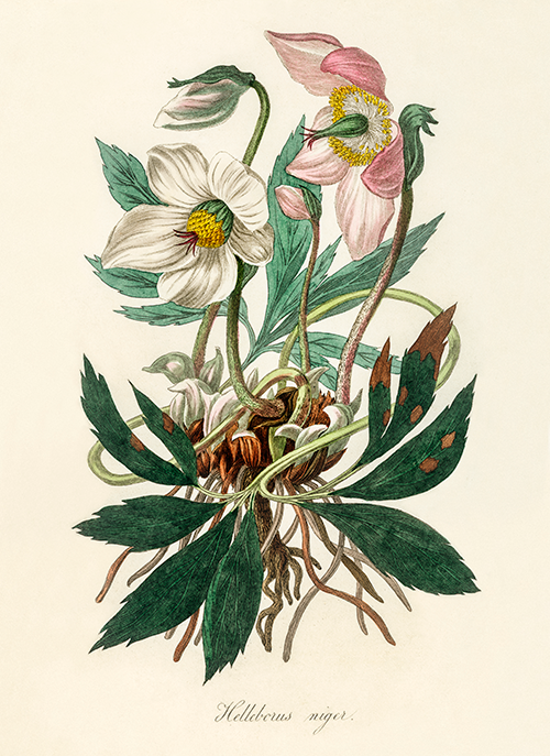 christmas rose (helleborus niger) (1836) james morss churchill john stephenson 