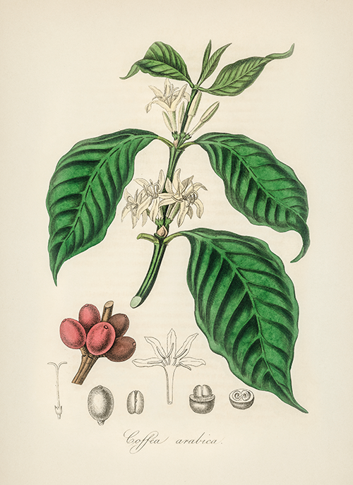 coffea аrabica (1836) james morss churchill john stephenson 