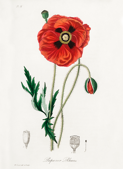 common poppy (papaver rhoeas) (1836) james morss churchill john stephenson 