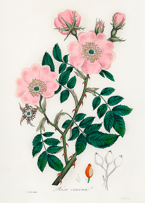 dog rose (rosa caninal) (1836) james morss churchill john stephenson 