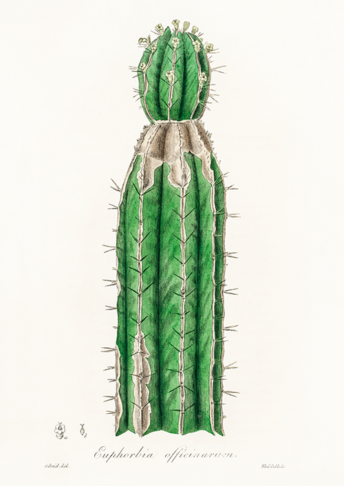 euphorbia officinarum (1836) james morss churchill john stephenson 